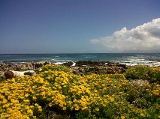 Villa Ocean Crest B&B Gansbaai Eksteriør bilde